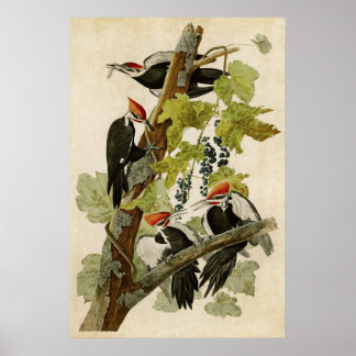 Bord 111 | Pileed Woodpecker | Vogels van Amerika Poster