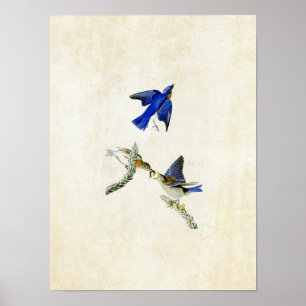 Bord 113 Blauwvogel Amerikaanse vogels Poster