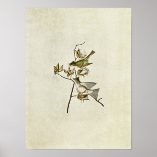 Bord 120 | Pewit Flycatcher | Vogels van Amerika Poster