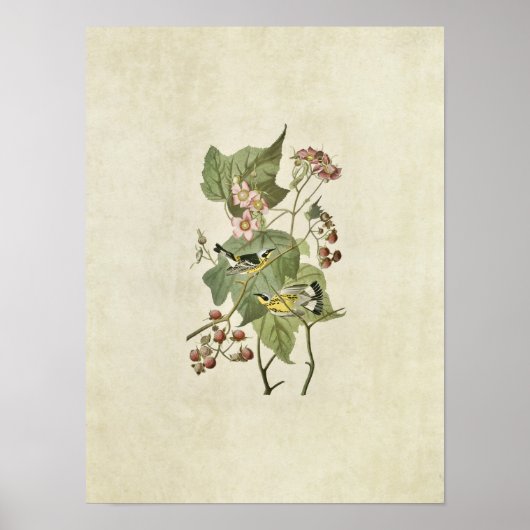 Bord 123 | Zwarte en gele Warblers Poster (Voorkant)