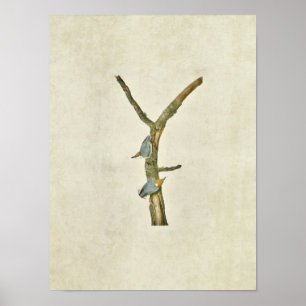 Bord 125 Bruin-gezoogde Nuthatch Poster