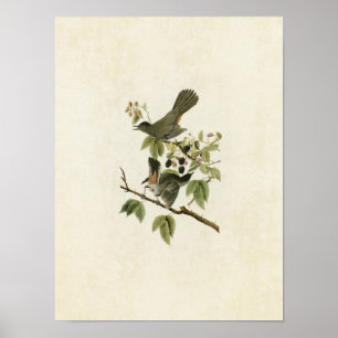 Bord 128   Catbird   Vogels van Amerika Poster