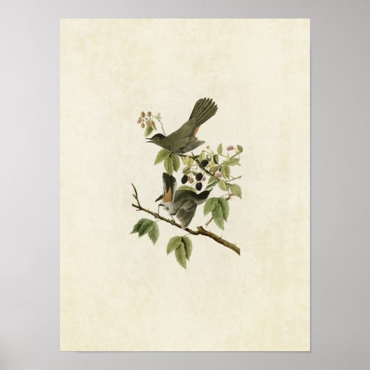 Bord 128 | Catbird | Vogels van Amerika Poster (Voorkant)