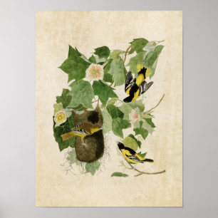 Bord 12   Baltimore Oriole   Vogels van Amerika Poster