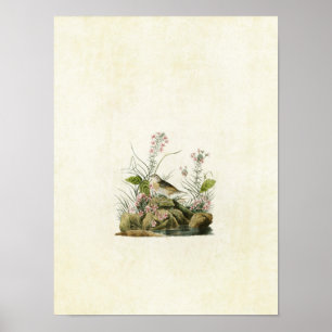 Bord 130   Geel-Winged Sparrow Poster