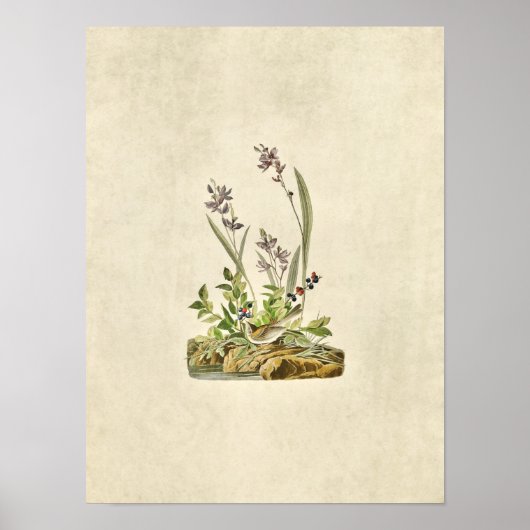 Bord 139 | Veldreserve | Vogels van Amerika Poster (Voorkant)