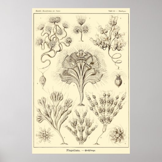 Bord 13 Flagellata Poster (Voorkant)