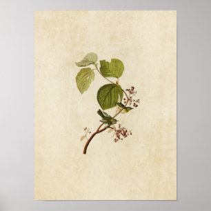 Bord 148   Pine Swamp Warbler   Vogels van Amerika Poster