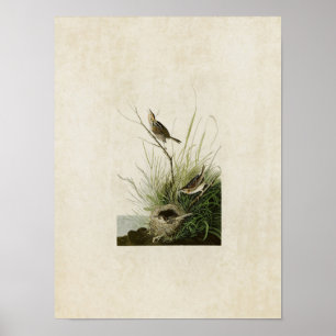 Bord 149   Scherpe maatvink   Vogels van Amerika Poster