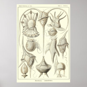 Bord 14 Peridinea Poster