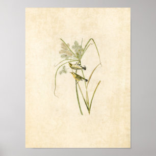 Bord 14 Prairie Warbler Vogels van Amerika Poster