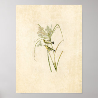 Bord 14 | Prairie Warbler | Vogels van Amerika Poster