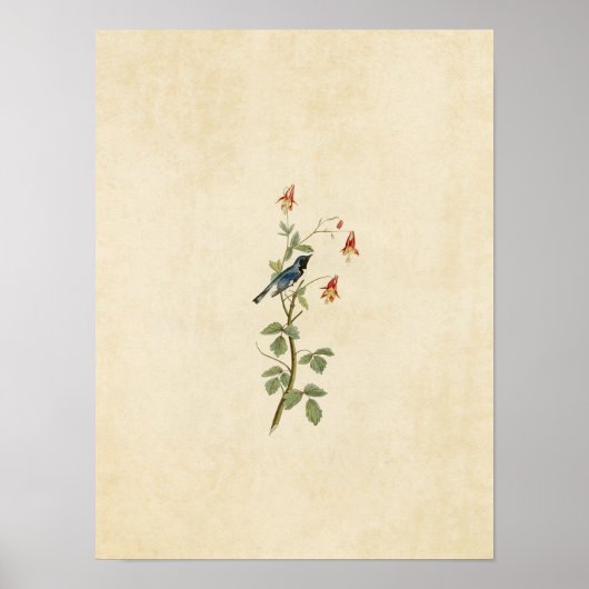 Bord 155 | Zwart-Throated Blue Warbler Poster (Voorkant)