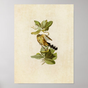 Bord 169 Mangrove Cuckoo Vogels van Amerika Poster