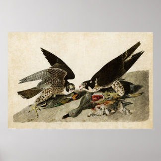 Bord 16 | Hawk met een grote vogel | Vogels van Am Poster