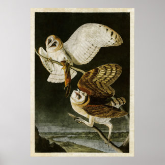 Bord 171 | Barn Owl | Vogels van Amerika Poster