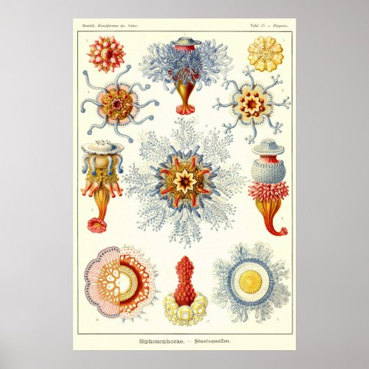 Bord 17 Siliphonophorae Poster (Voorkant)