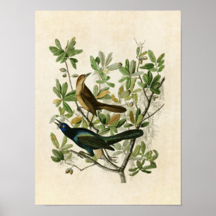 Bord 187 Bot-snuifsnuitje Vogels van Amerika Poster