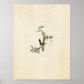 Bord 18 | Bewick's Wren | Vogels van Amerika Poster (Voorkant)