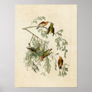Bord 197 | Amerikaanse Crossbill | Vogels van Amer Poster