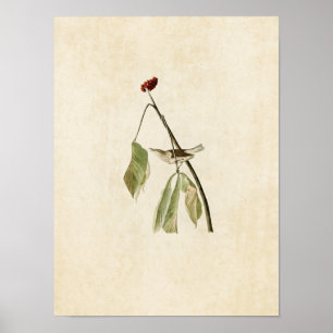 Bord 19   Louisiana Water Thrush Poster