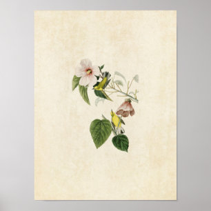 Bord 20 Blauwwitte gele warbler Poster