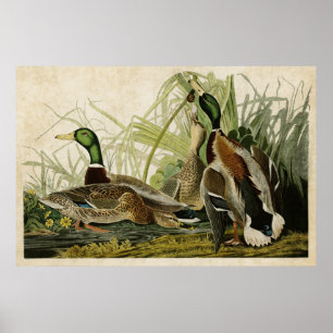 Bord 221   Mallard Duck   Vogels van Amerika Poster