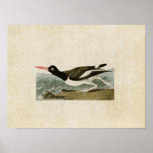 Bord 223 Pied Oystercatcher Vogels van Amerika Poster
