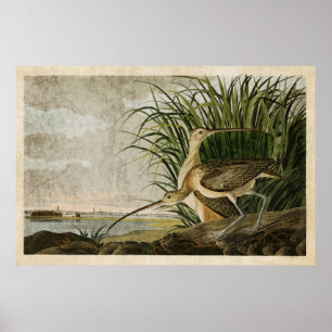 Bord 231 Lange kieuwen Amerikaanse vogels Poster