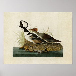 Bord 232 Gedekte Merganser Vogels van Amerika Poster
