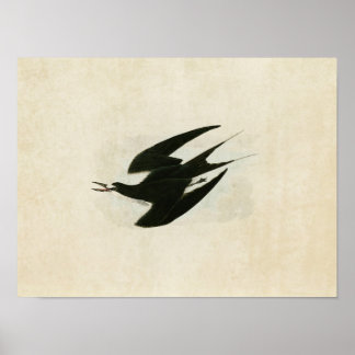 Bord 235 | Sooty Tern | Vogels van Amerika Poster