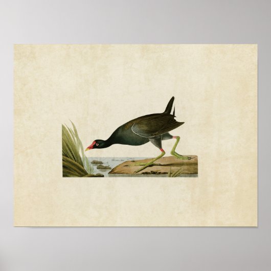 Bord 244 | Common Gallinule | Vogels van Amerika Poster (Voorkant)