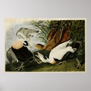 Bord 246 Edier Duck Vogels van Amerika Poster