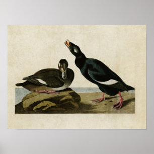 Bord 247   Velvet Duck   Vogels van Amerika Poster