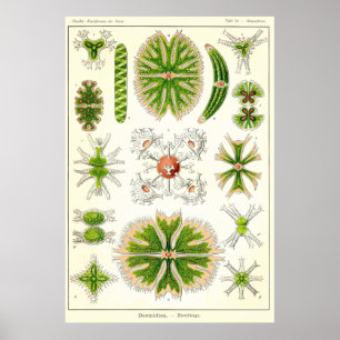 Bord 24 Desmdiea Poster