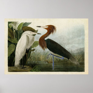Bord 256 Paarse Heron Amerikaanse vogels Poster