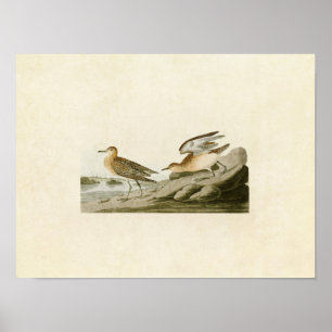 Bord 265   Zandpiper met been Poster