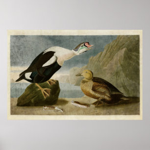 Bord 276 King Duck Vogels van Amerika Poster