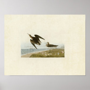 Bord 278 Schinz's Sandpiper Vogels van Amerika Poster