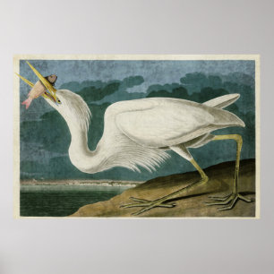 Bord 281 Grote witte haron Amerikaanse vogels Poster