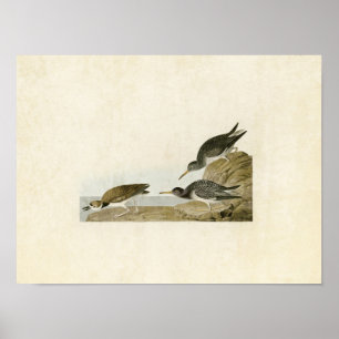 Bord 284 Paarse Sandpiper Vogels van Amerika Poster