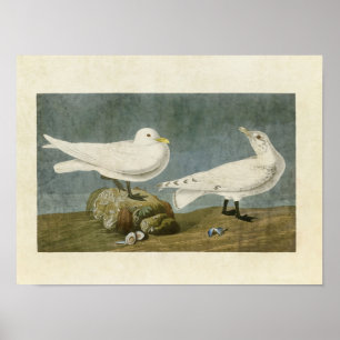 Bord 287 Ivory Gull Vogels van Amerika Poster
