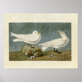 Bord 287 | Ivory Gull | Vogels van Amerika Poster