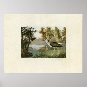 Bord 288 Gele Shank Vogels van Amerika Poster