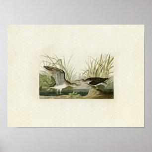 Bord 289 Eenzame Sandpiper Amerikaanse vogels Poster
