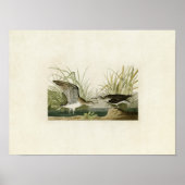 Bord 289 | Eenzame Sandpiper | Vogels van Amerika Poster (Voorkant)
