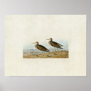 Bord 294 Pectoral Sandpiper Vogels van Amerika Poster