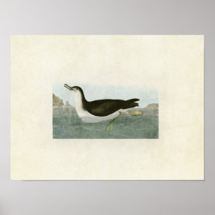 Bord 295   Manx Shearwater   Vogels van Amerika Poster