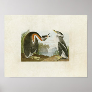 Bord 298 Rood-Necked Grebe Vogels van Amerika Poster