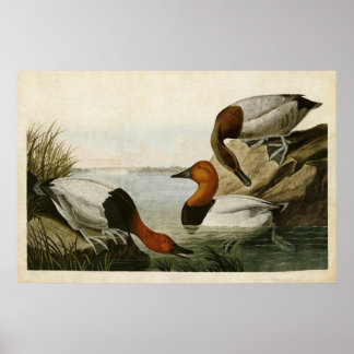 Bord 301 | Canvas-Backed Duck | Vogels van Amerika Poster